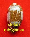 Cypraea stolida rubiginosa, Gmelin 1791